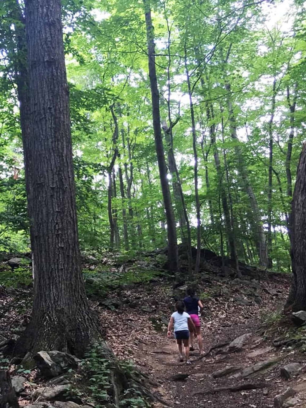 Lush green forest trail with two kids exploring nature, perfect for outdoor adventure and family hiking.