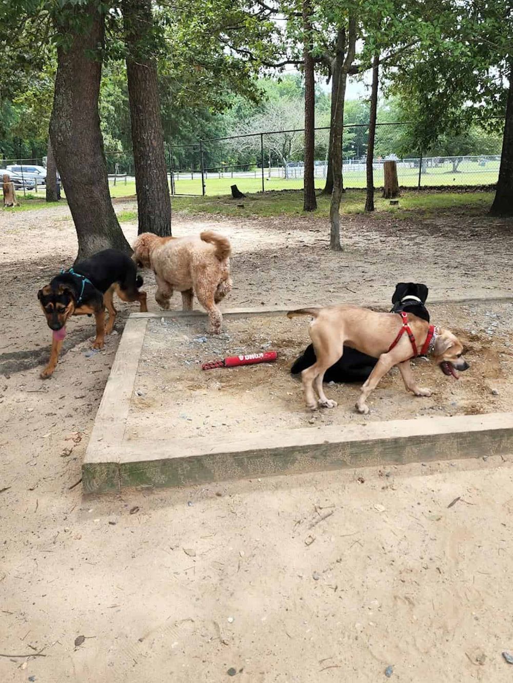1. Dogs playing at scattered dog park with trees and fencing.