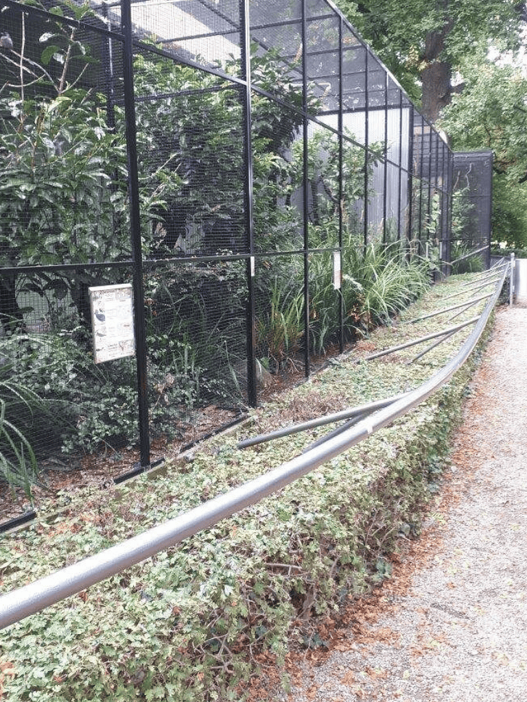 Black metal animal enclosure with plants and informative signage, situated outdoors along a gravel pathway.