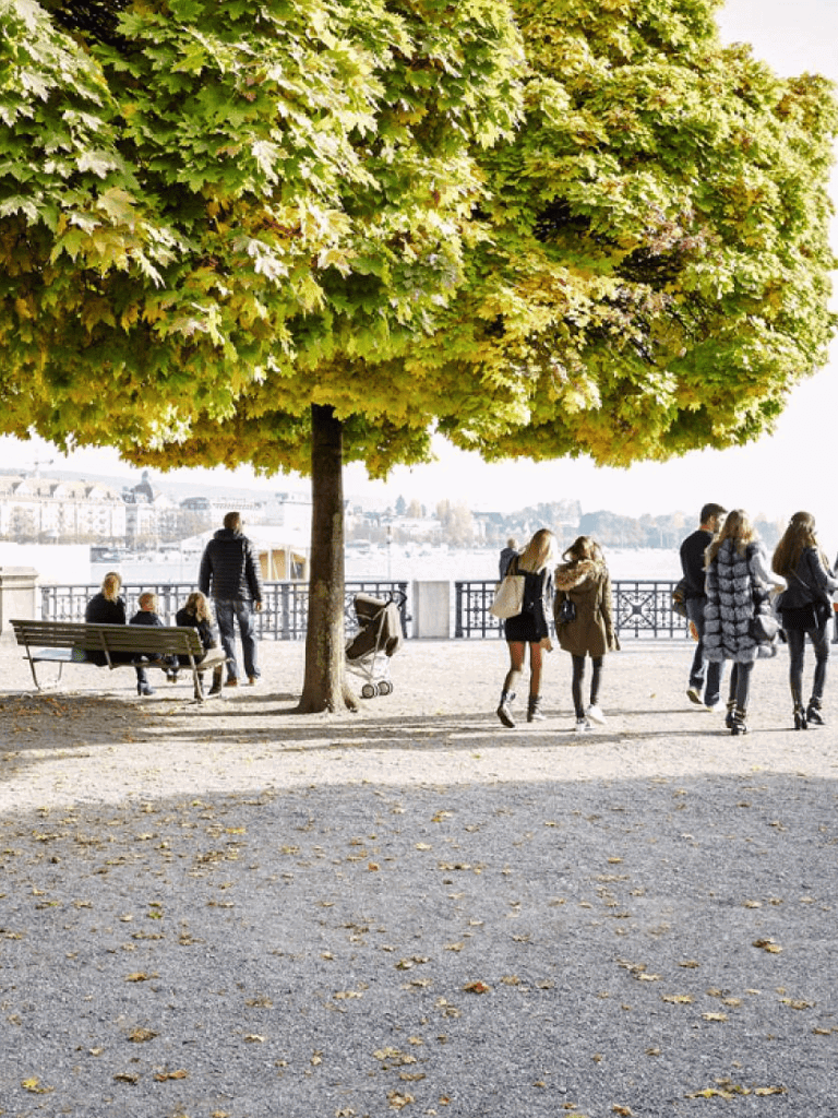 Lush green tree near riverside with people walking and relaxing in a scenic outdoor park setting.