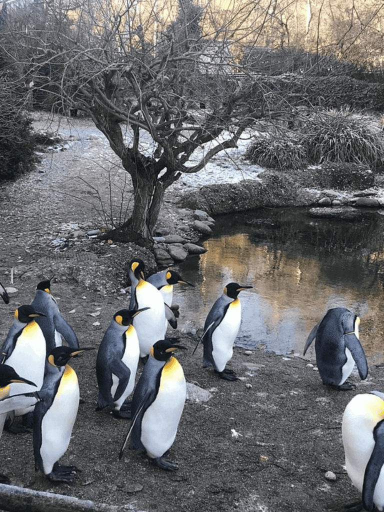 Chinstrap penguins near water with winter landscape in the background, wildlife, Antarctica, species conservation, nature photography.