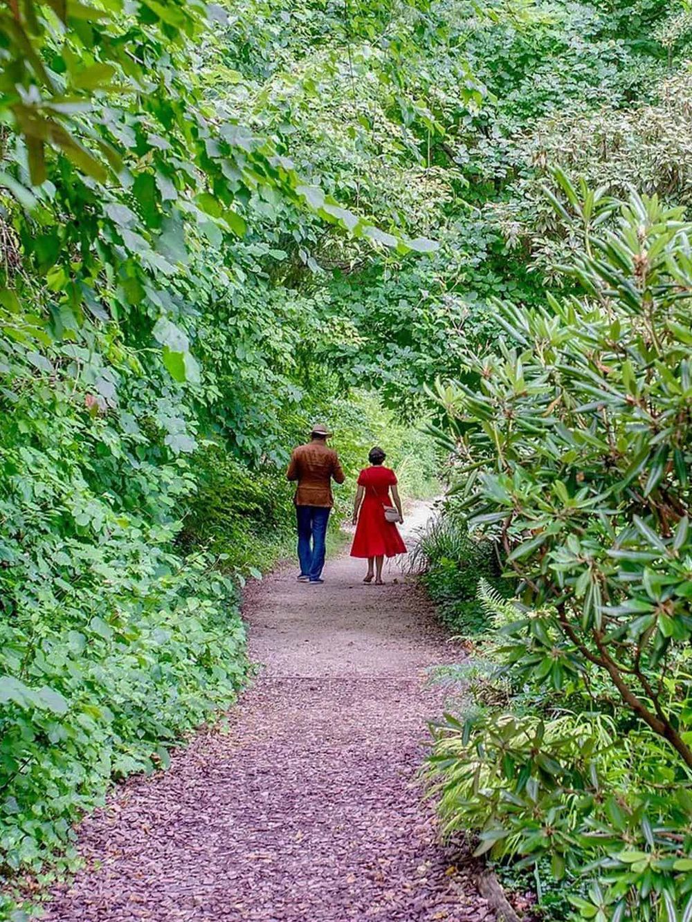 Lush green forest trail with two people walking, surrounded by dense foliage and vibrant plant life.