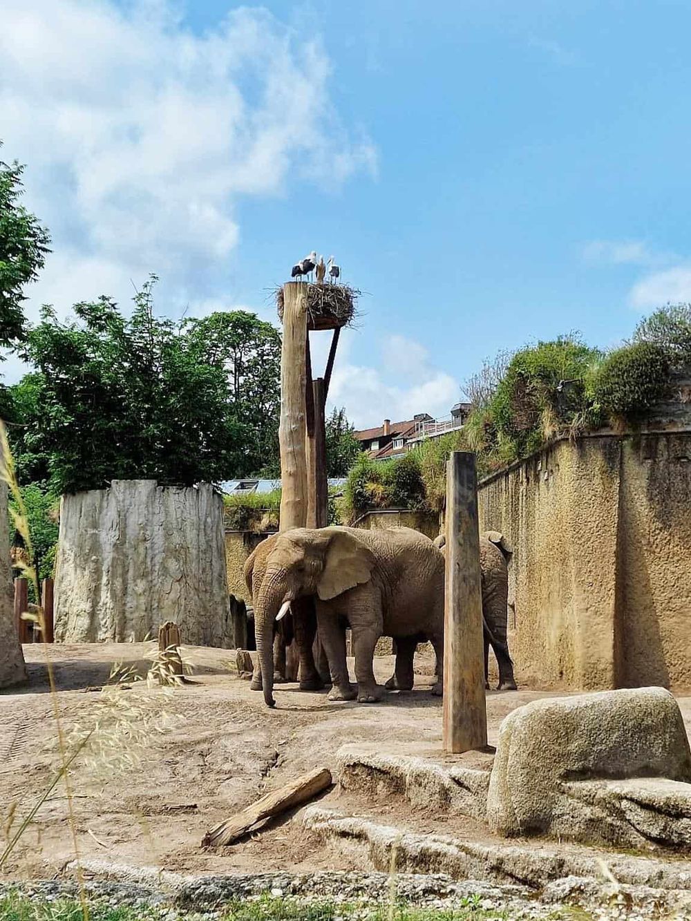 Elephants at a zoo, with a stork nest on a tall pole, under a partly cloudy sky, showcasing wildlife conservation.