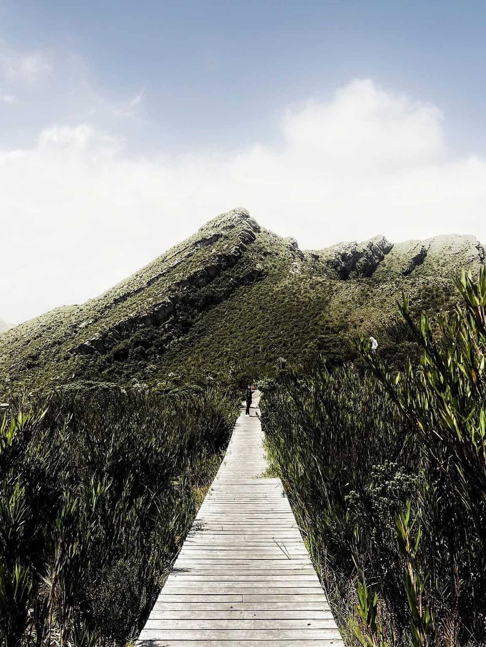 Vivid hiking trail through lush greenery with mountain backdrop in outdoor adventure landscape.