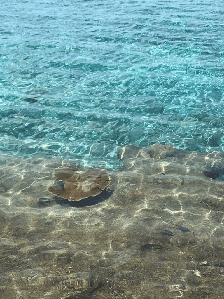 Clear blue water with beach rocks and shells, perfect for travel and vacation photos.