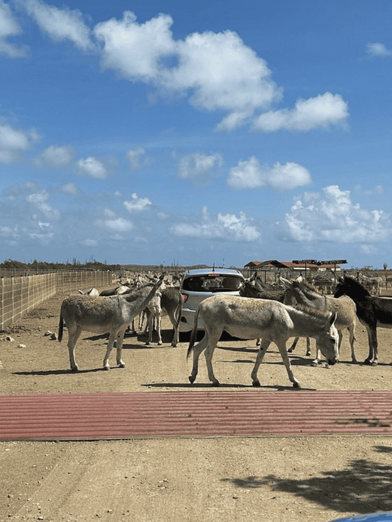 Donkeys in a farm animal enclosure under a blue sky with clouds.