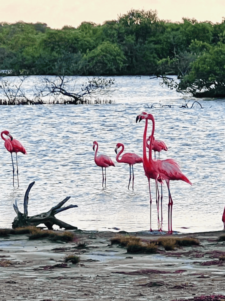 Pink flamingos standing by a waterbody with lush green trees in the background.