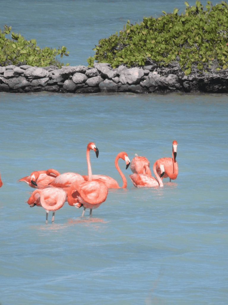 Colorful flamingos swimming in turquoise water near lush green bushes in a scenic coastal landscape.