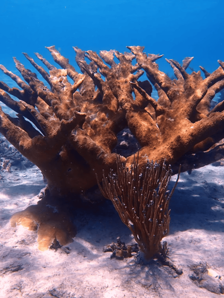 Unexplored underwater coral reef with vibrant marine life and colorful coral formations.
