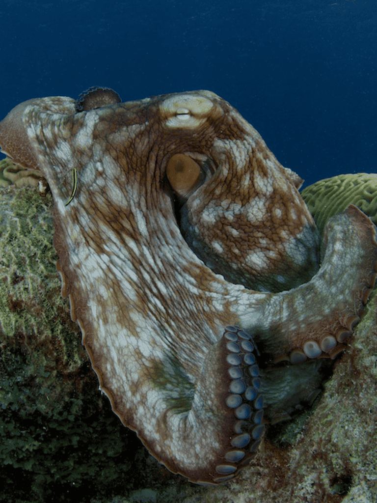 Octopus underwater at coral reef, vibrant marine life, seafood, ocean exploration, marine biology, underwater photography.