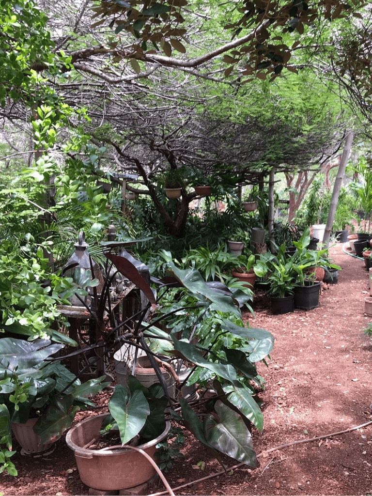 Lush greenery and potted plants in a vibrant garden nursery with shade trees and natural soil pathway.