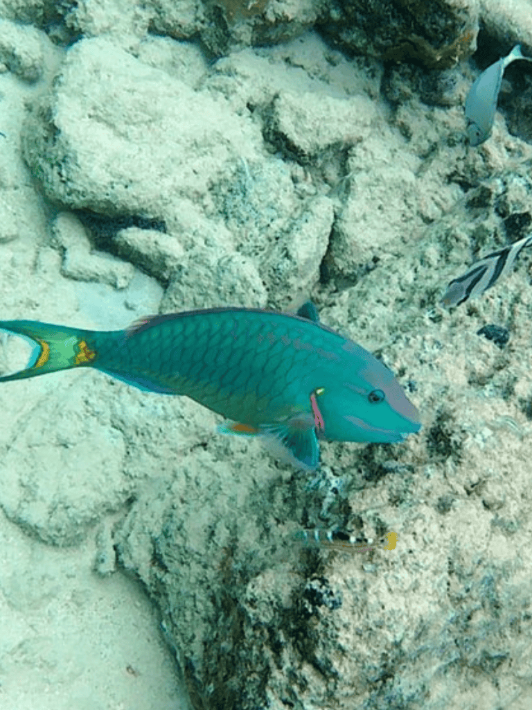 Colorful tropical fish swimming near coral reef, vibrant marine life underwater scene.