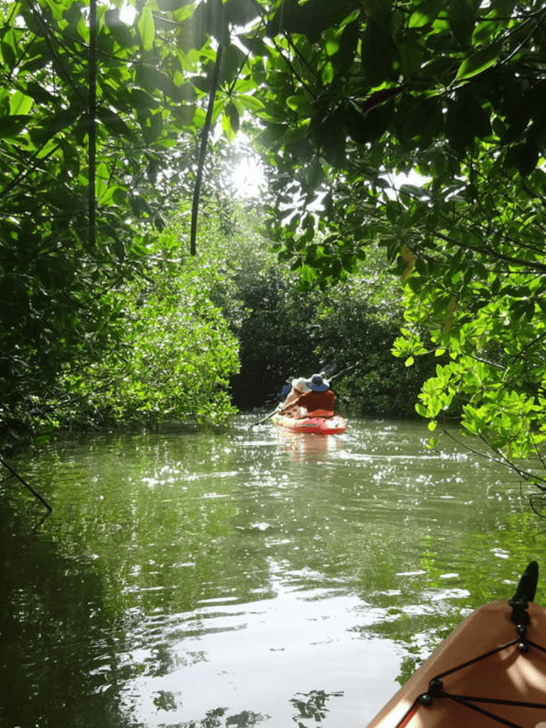 Kayaking through lush green mangrove forest for adventure and exploration.