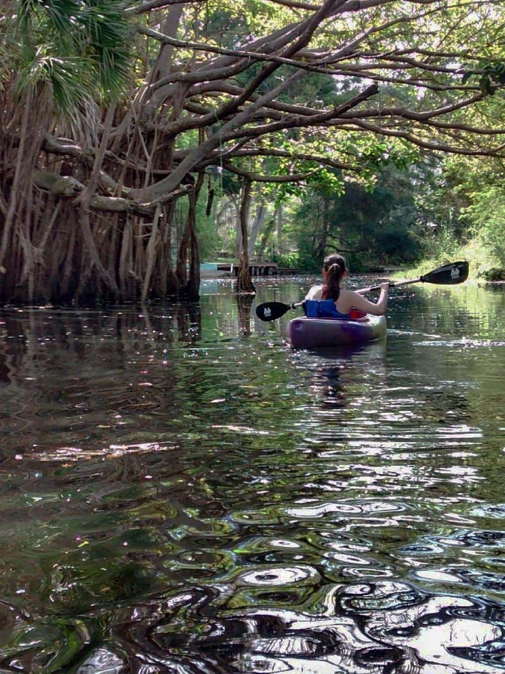 Serene kayak adventure through lush mangroves, exploring nature's waterways and tropical ecosystems.