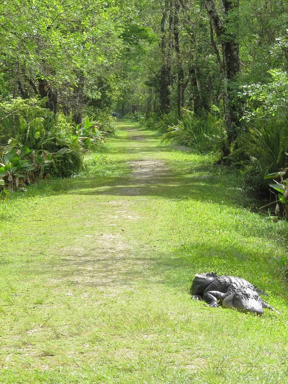 Wildlife-themed trail with lush greenery and a crocodile resting on the grass, ideal for nature and adventure enthusiasts.