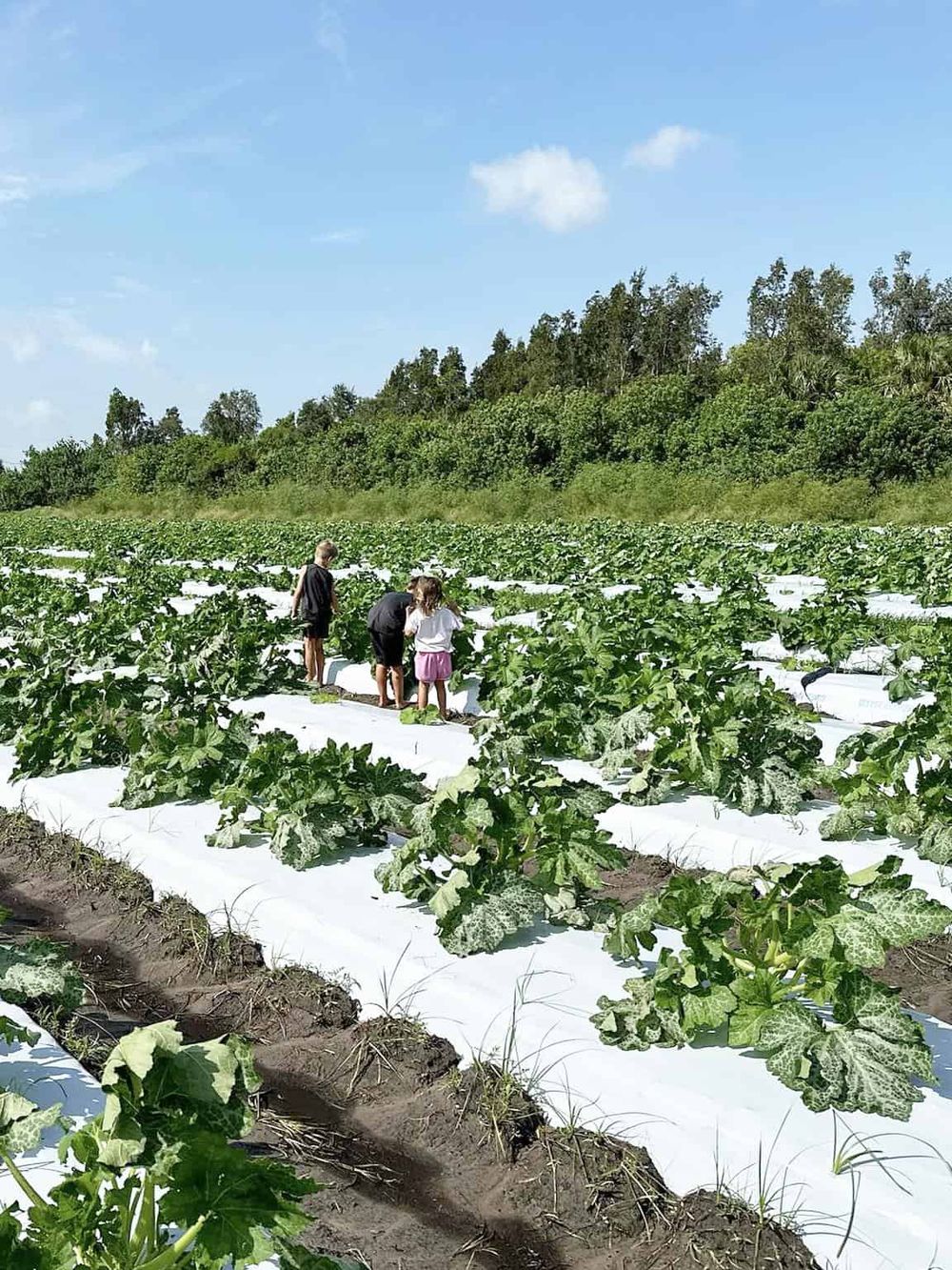 Lush green vegetable farm with children exploring, sunny sky, sustainable agriculture, family outdoor activity, Quest for Directions.