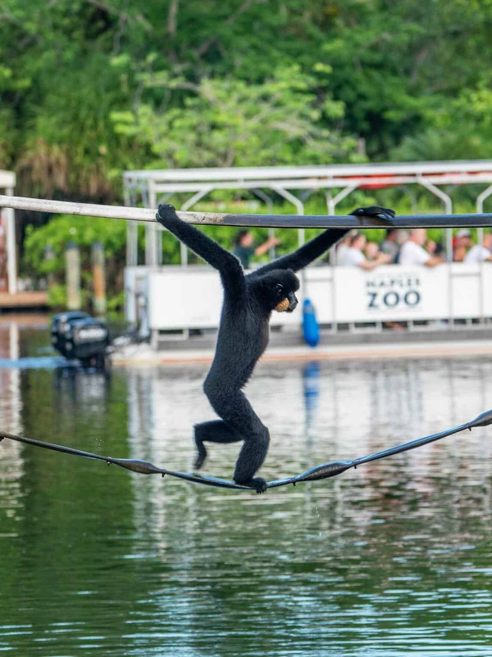 1. Black spider monkey crossing a rope bridge over water at Nairobi Zoo with lush greenery.