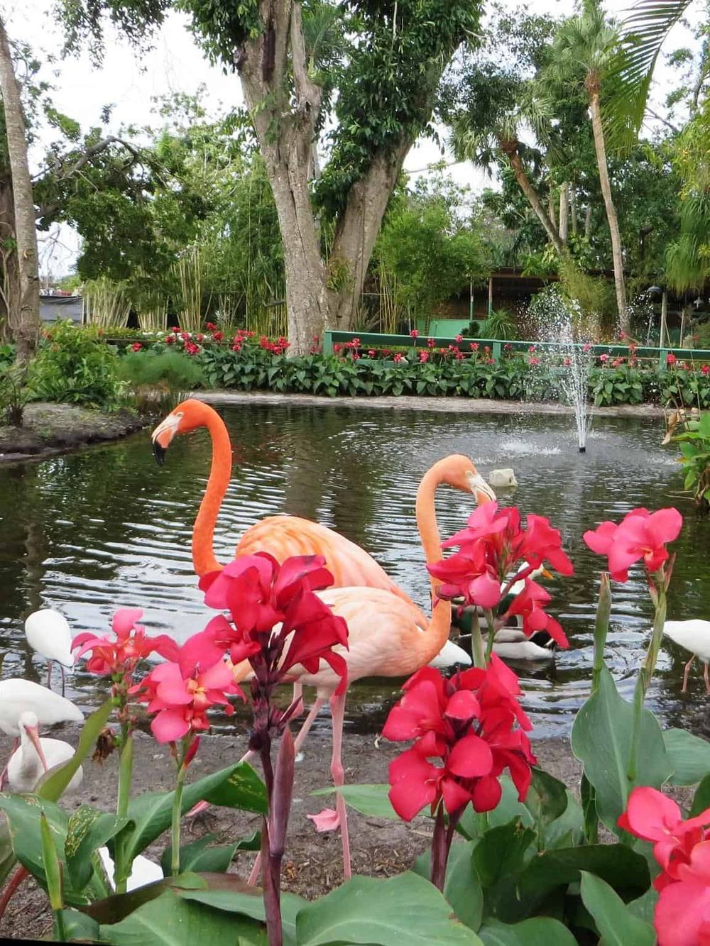 Colorful flamingos relaxing by pond with lush greenery and vibrant flowers, ideal for outdoor recreation and nature inspiration.