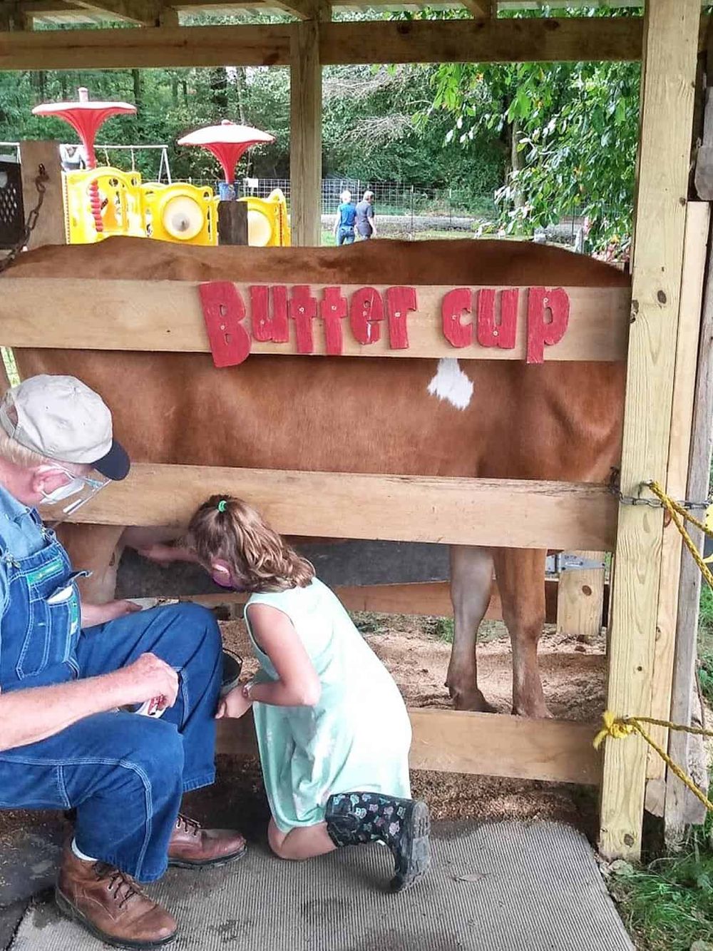 Colorful cow at a butterfly farm, children and visitors explore butterfly exhibits and farm activities.