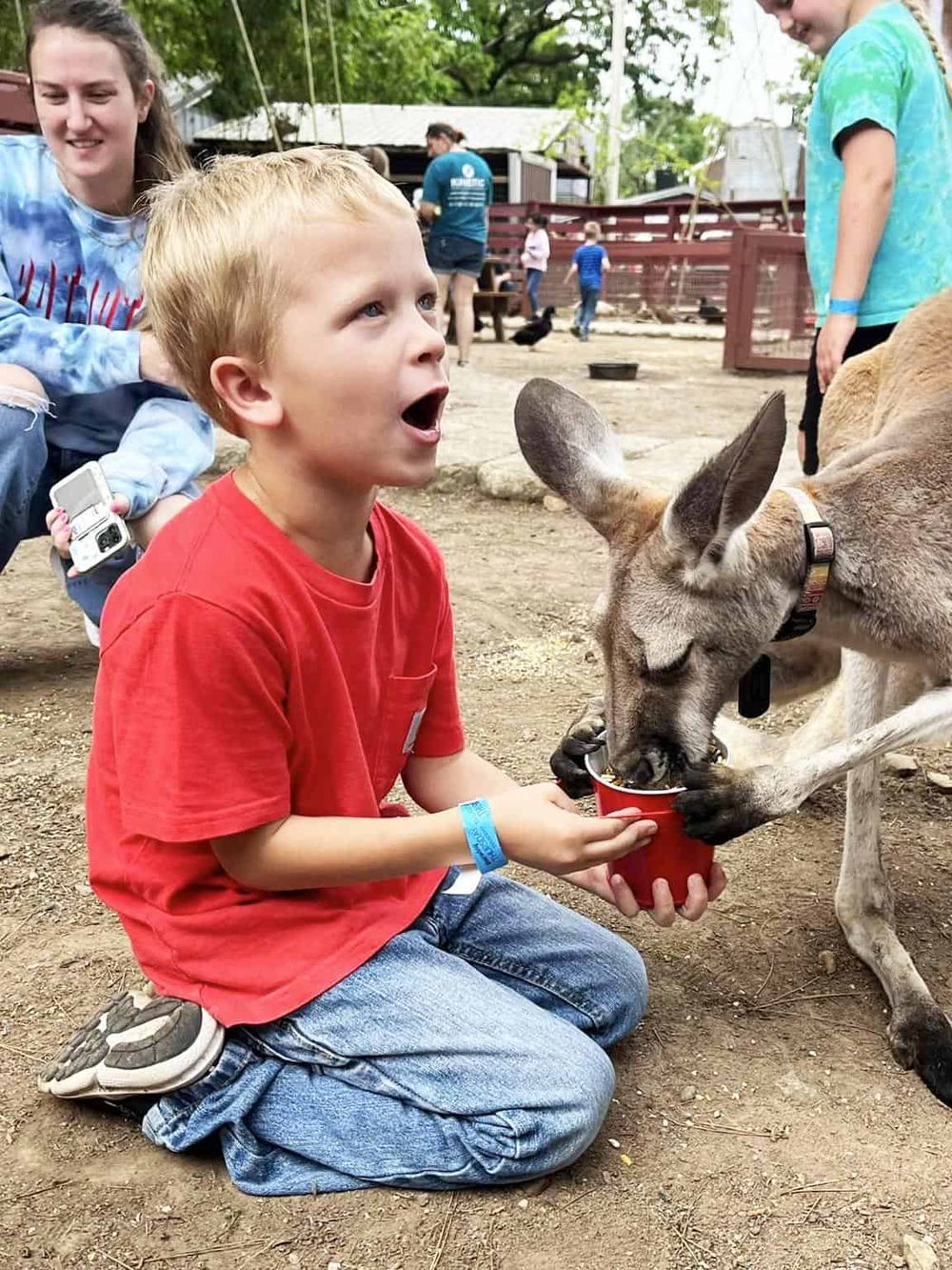 Child feeding a kangaroo at animal encounter farm.