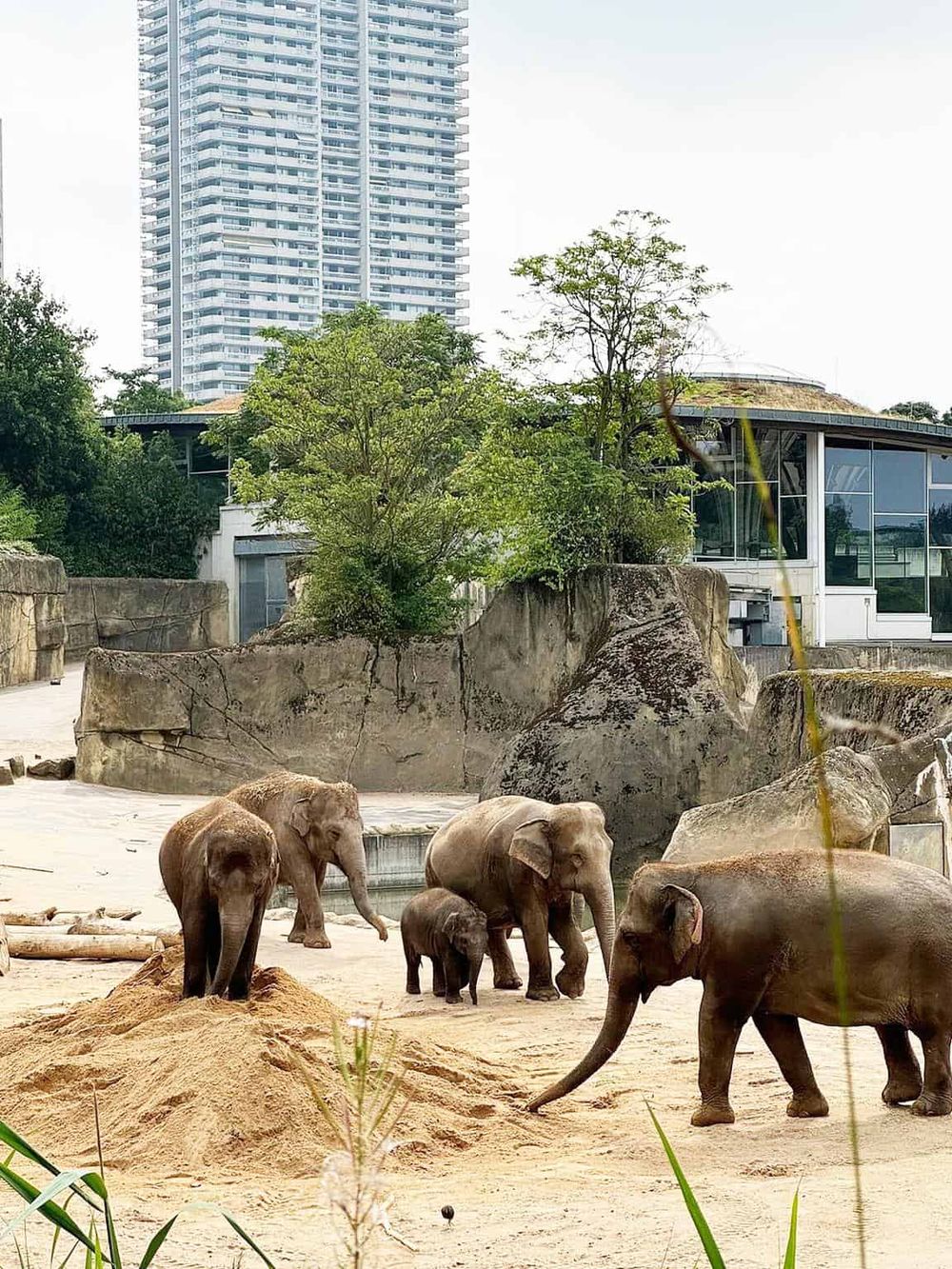 Elephants at a zoo exhibit with city skyline in the background, showcasing urban wildlife experience.
