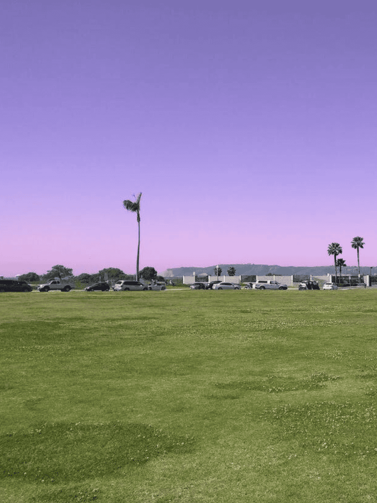 Bright outdoor park scene with palm trees and cars, showcasing a scenic, relaxing environment.