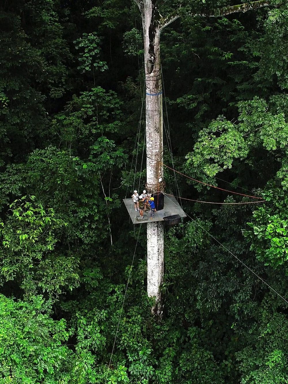 Thrilling zipline adventure through lush rainforest canopy with a group of thrill-seekers.