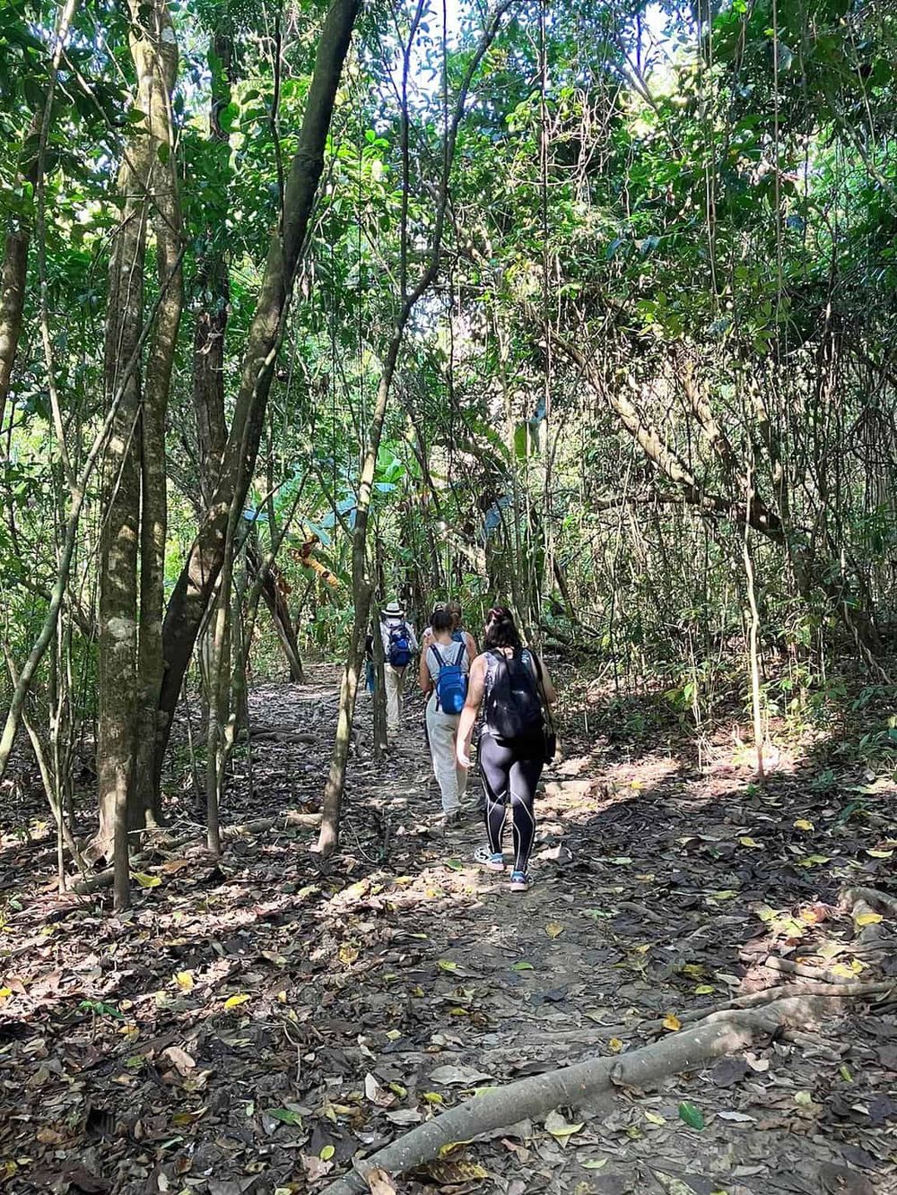 Hiking trail through lush tropical jungle, adventure seeking with backpackers exploring nature.
