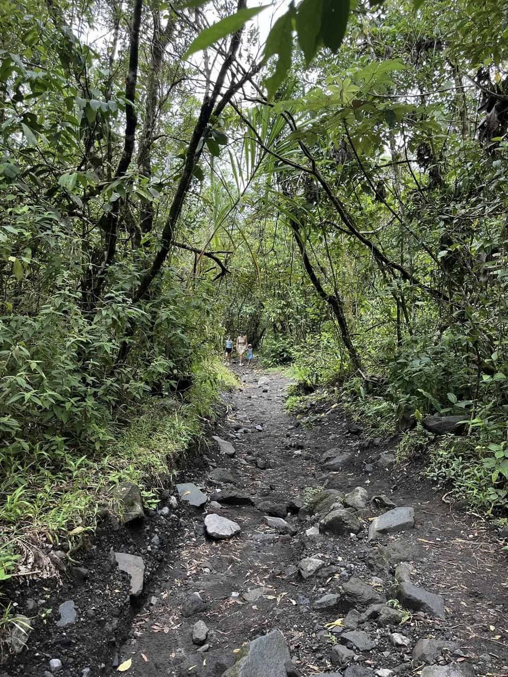Winding forest trail with lush greenery and natural rocks, ideal for nature walks and outdoor adventures.