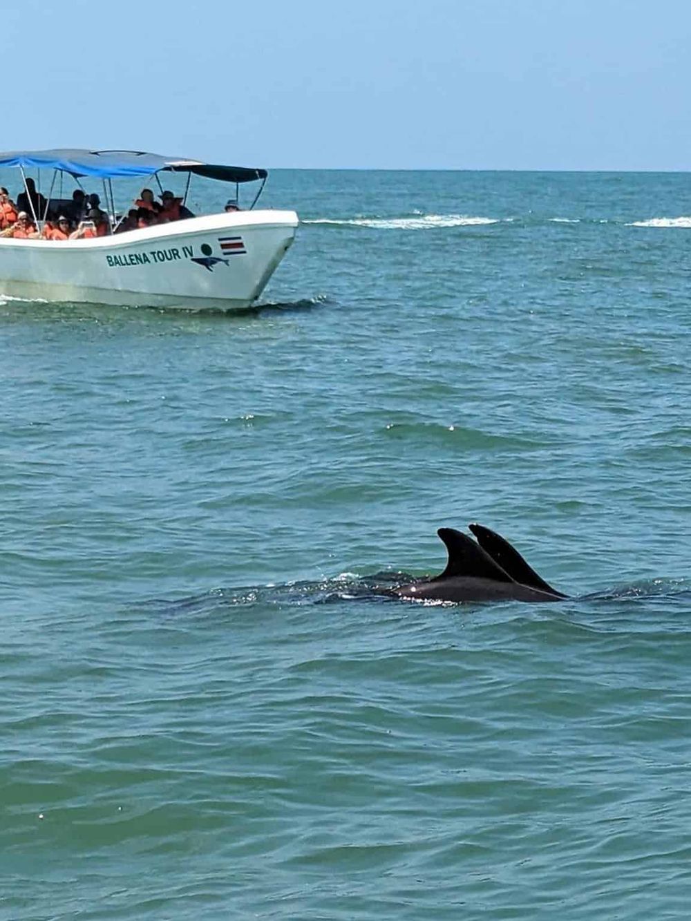 Dolphins swimming near a tour boat in the ocean, a popular sightseeing activity.