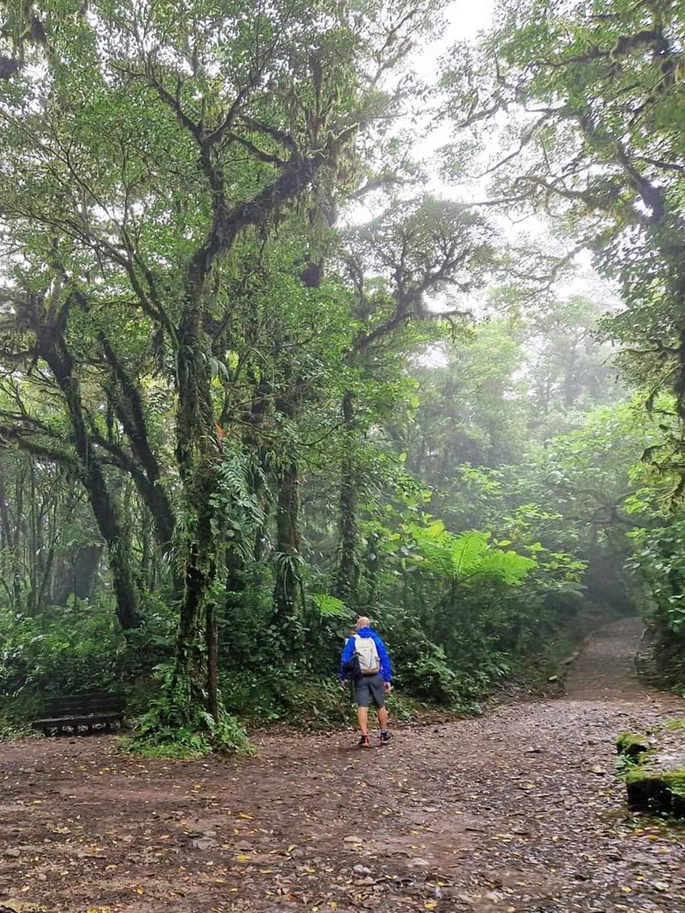 Lush rainforest trail for outdoor adventure and nature exploration.