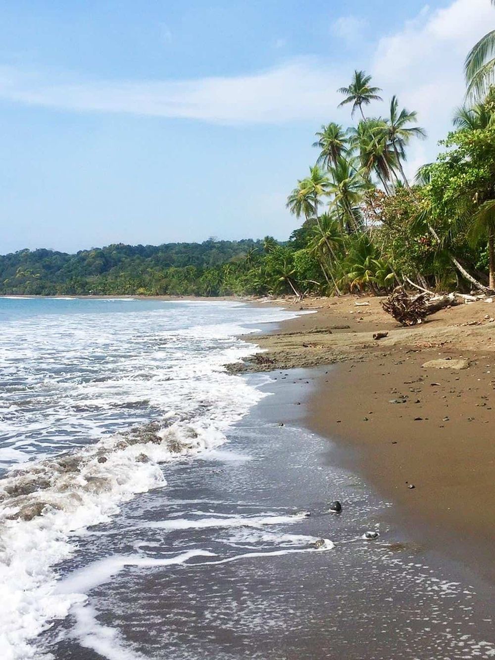Serene tropical beach with palm trees, dark sand, and gentle waves, ideal for relaxing and exploring nature.