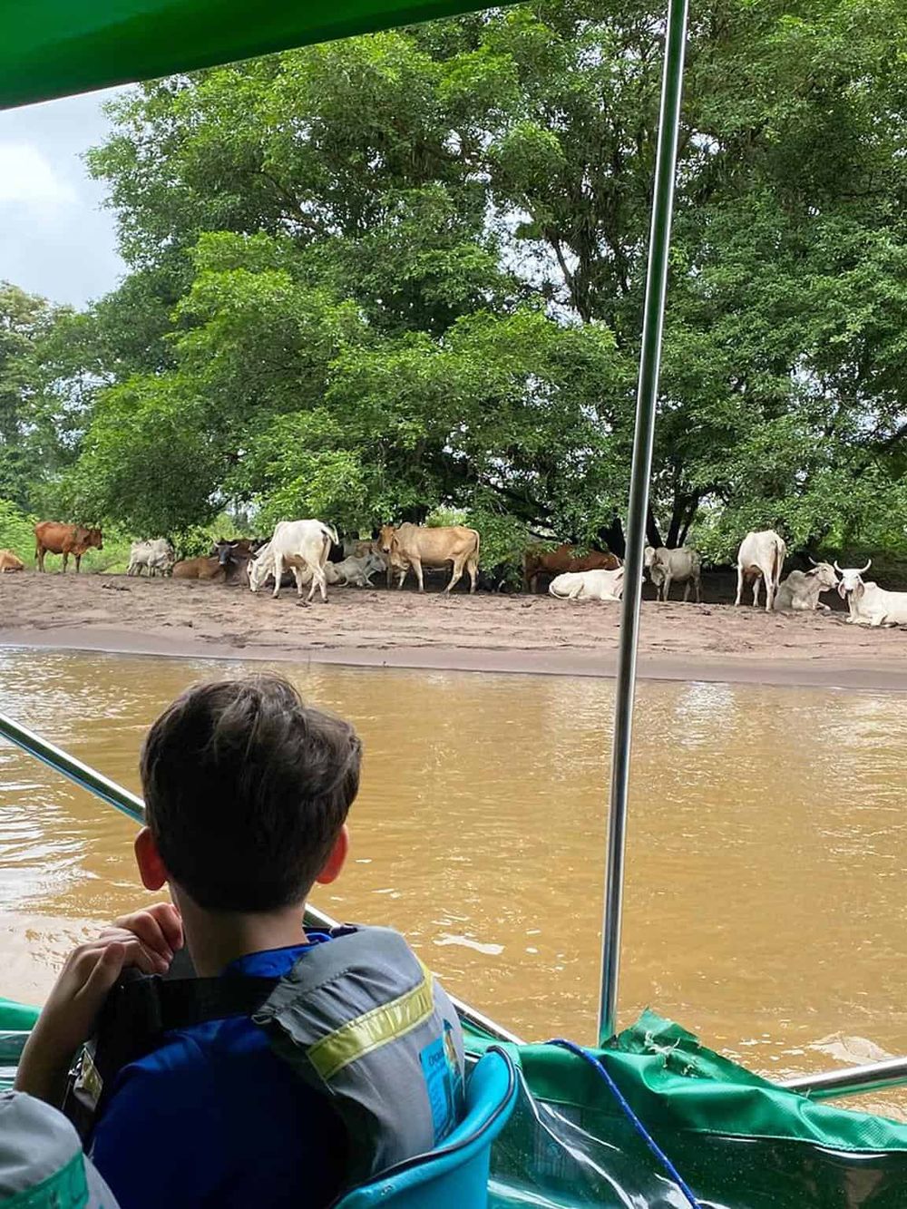 Cattle herd along riverbank viewed from boat, lush green trees, outdoor wildlife scene.