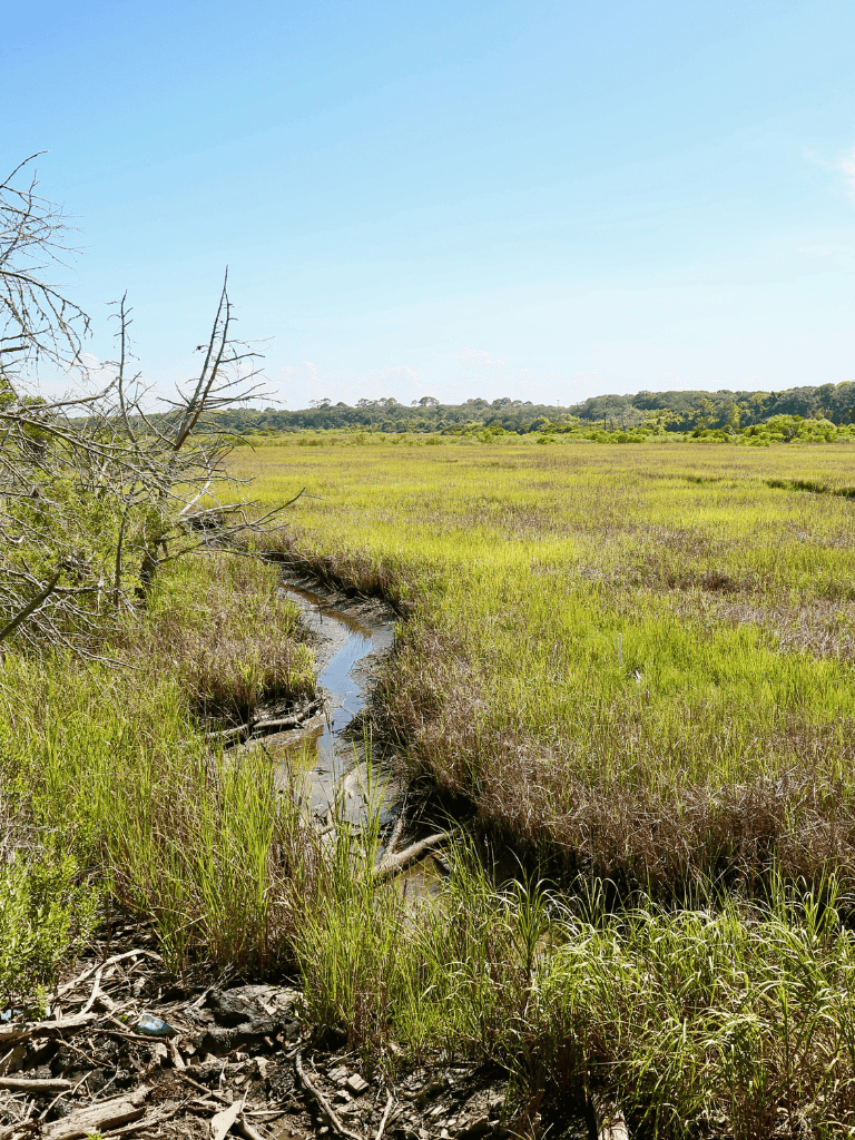 A serene marshland with a small water stream, bright green grass, and distant trees under a clear blue sky.