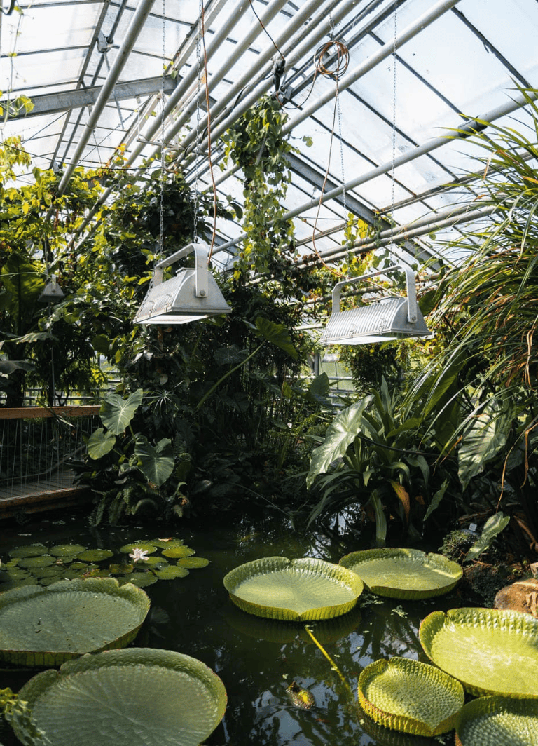 Indoor tropical greenhouse with lush plants and water features for eco-friendly plant care.