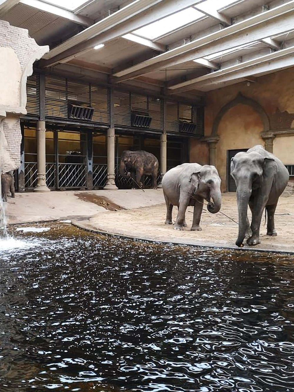 Elephants in indoor zoo habitat with water feature and ornate architectural details.