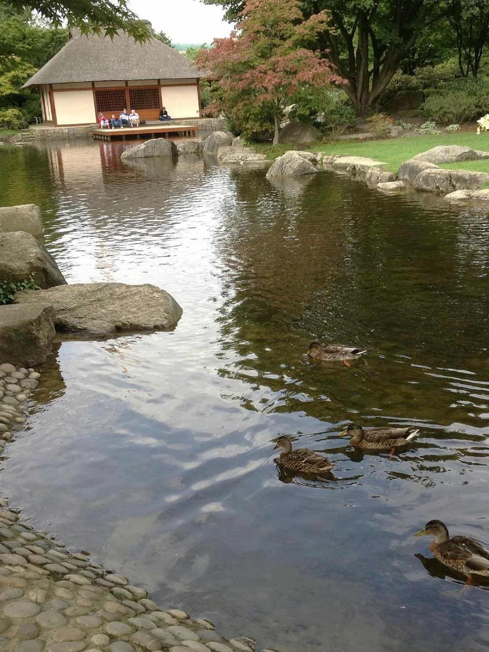 Serene Japanese garden with pond, ducks, traditional pavilion, lush greenery, and colorful trees.