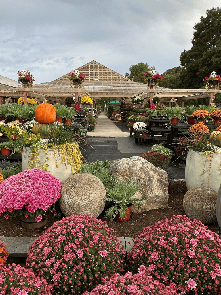 Colorful fall flowers and pumpkins at QuestForDirections plant nursery and garden center.