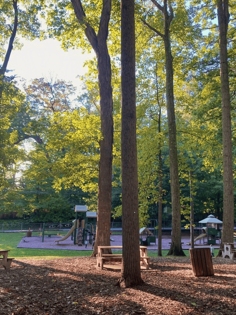 A picturesque park scene with tall trees and a playground under sunny sky.