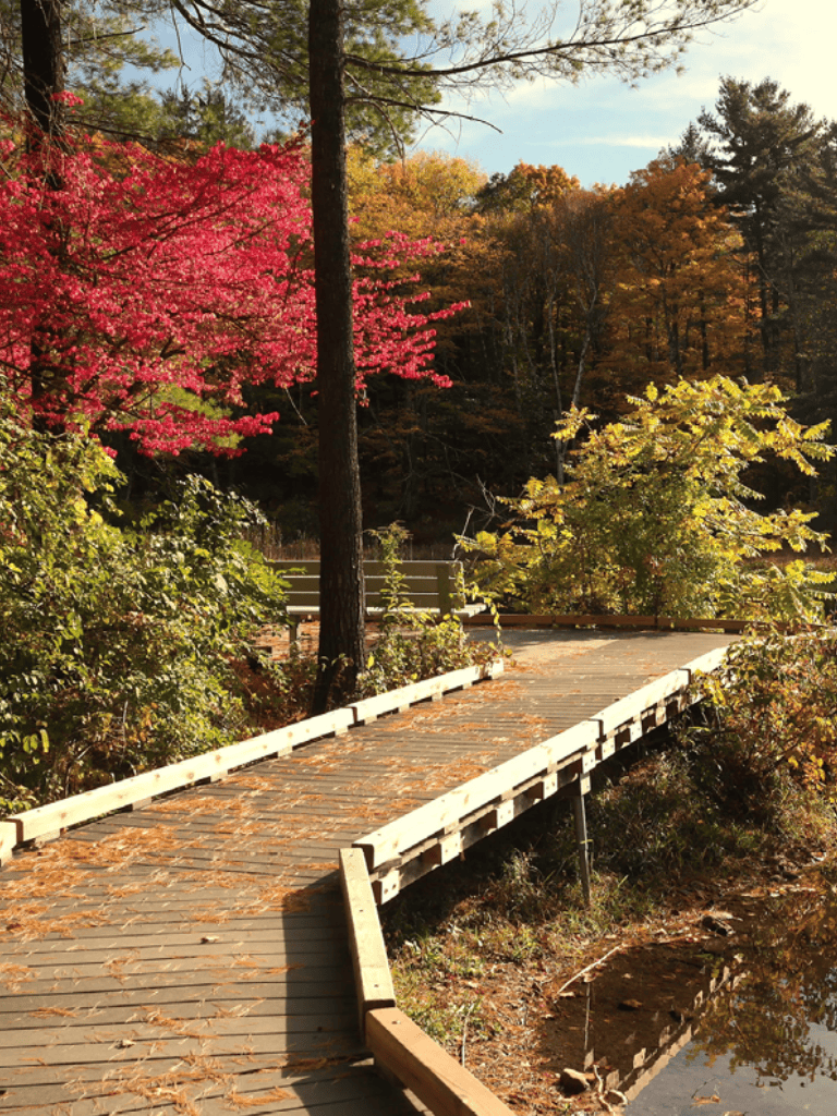 Colorful autumn trees and a wooden bridge in a scenic forest setting.