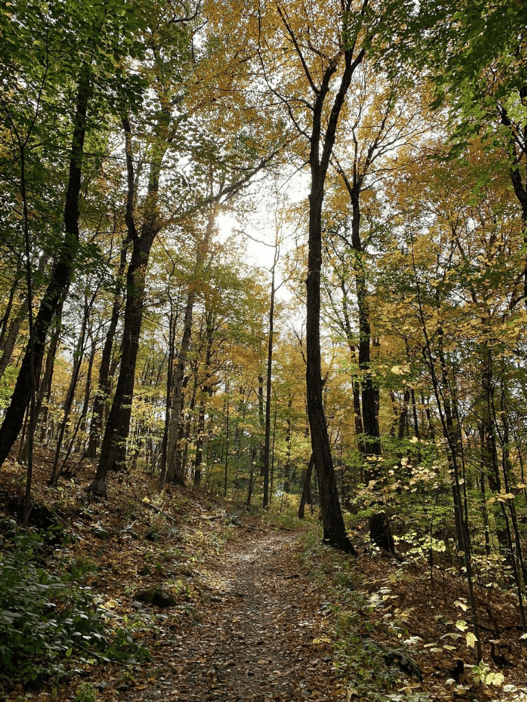 Serene forest trail in autumn with sunlight filtering through colorful leaves.