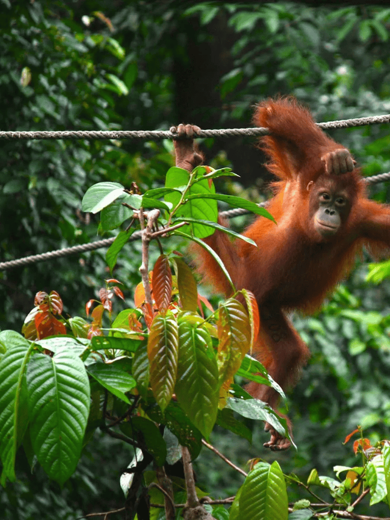 Juvenile orangutan swinging through lush jungle with greenery and trees in the background.