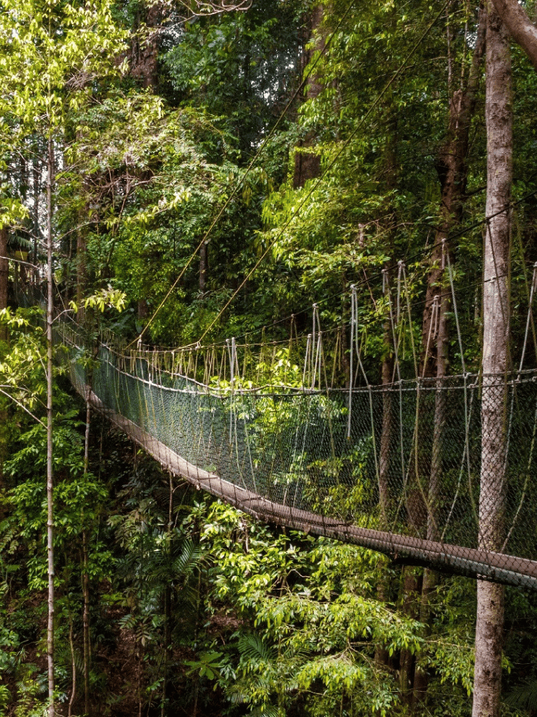 Suspension bridge over dense jungle forest, adventure and nature exploration.