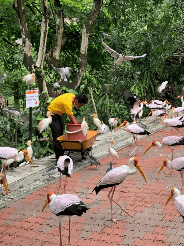Colorful flock of painted storks feeding in lush green environment at QuestForDirections.