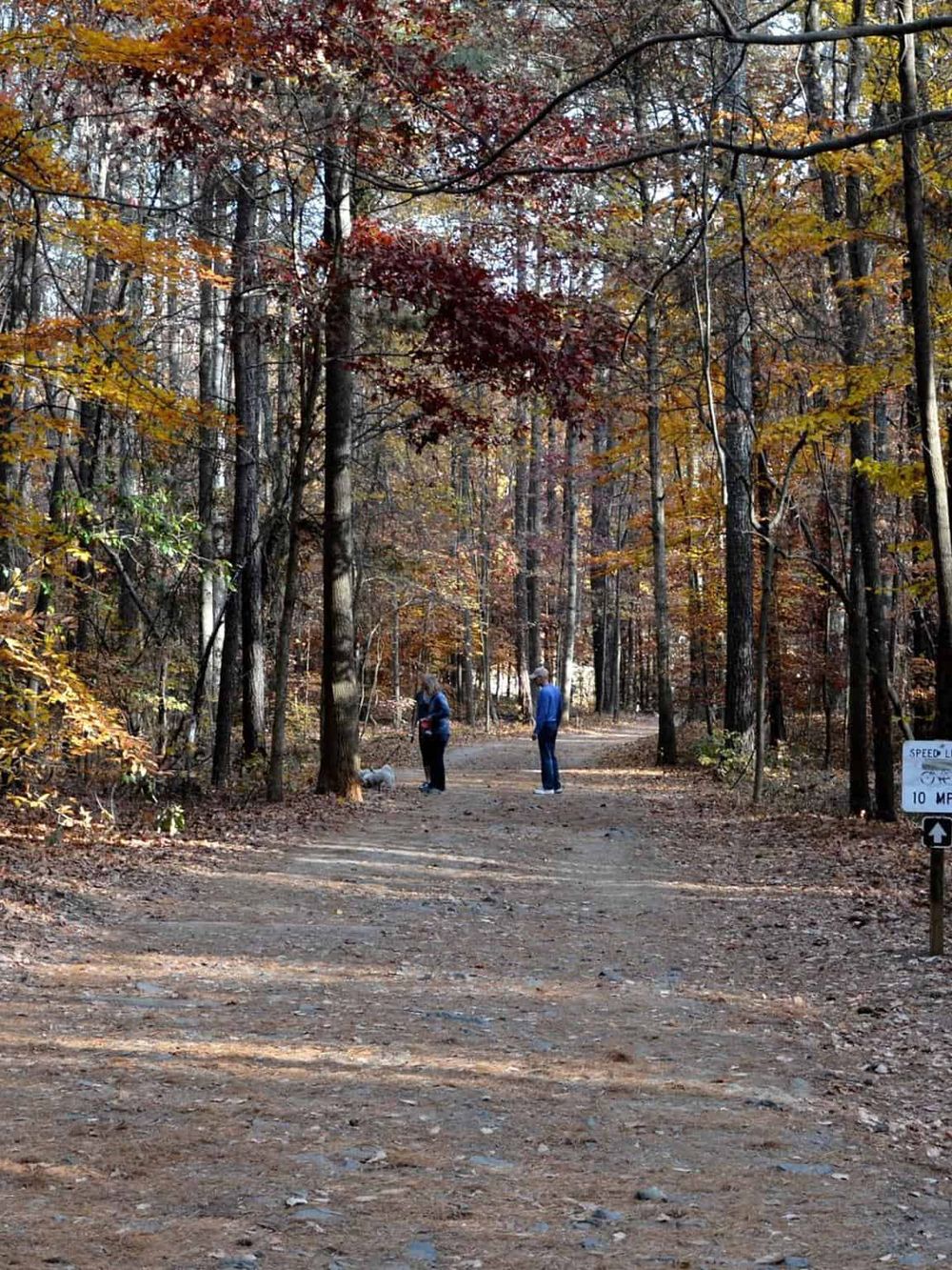 Quiet autumn forest trail with hikers and colorful fall foliage.