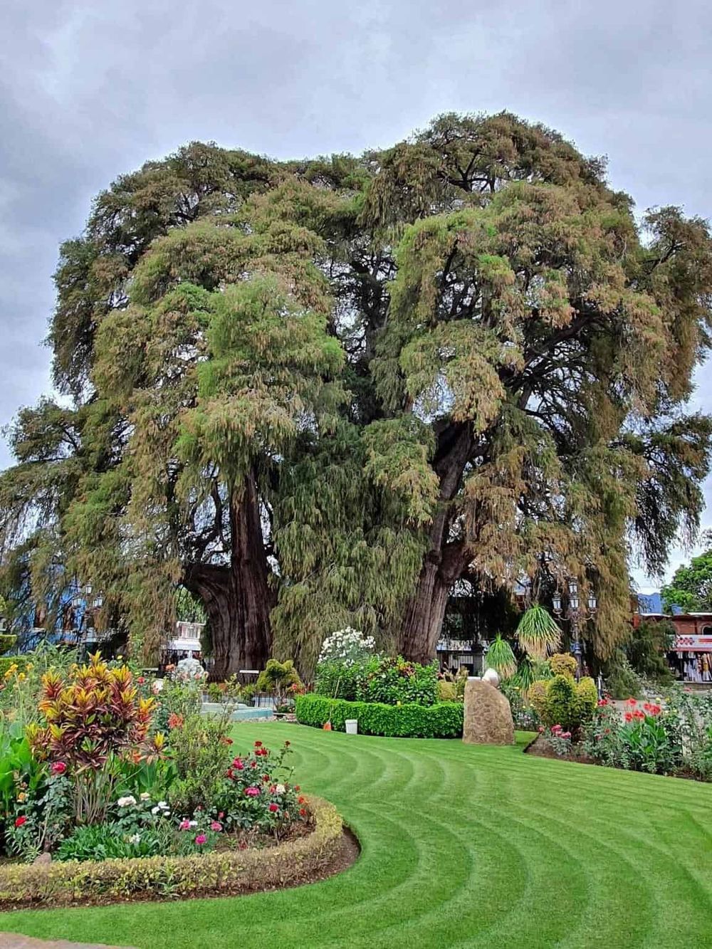 Majestic ancient tree in a lush garden with colorful flowers, ideal for nature and landscaping inspiration.