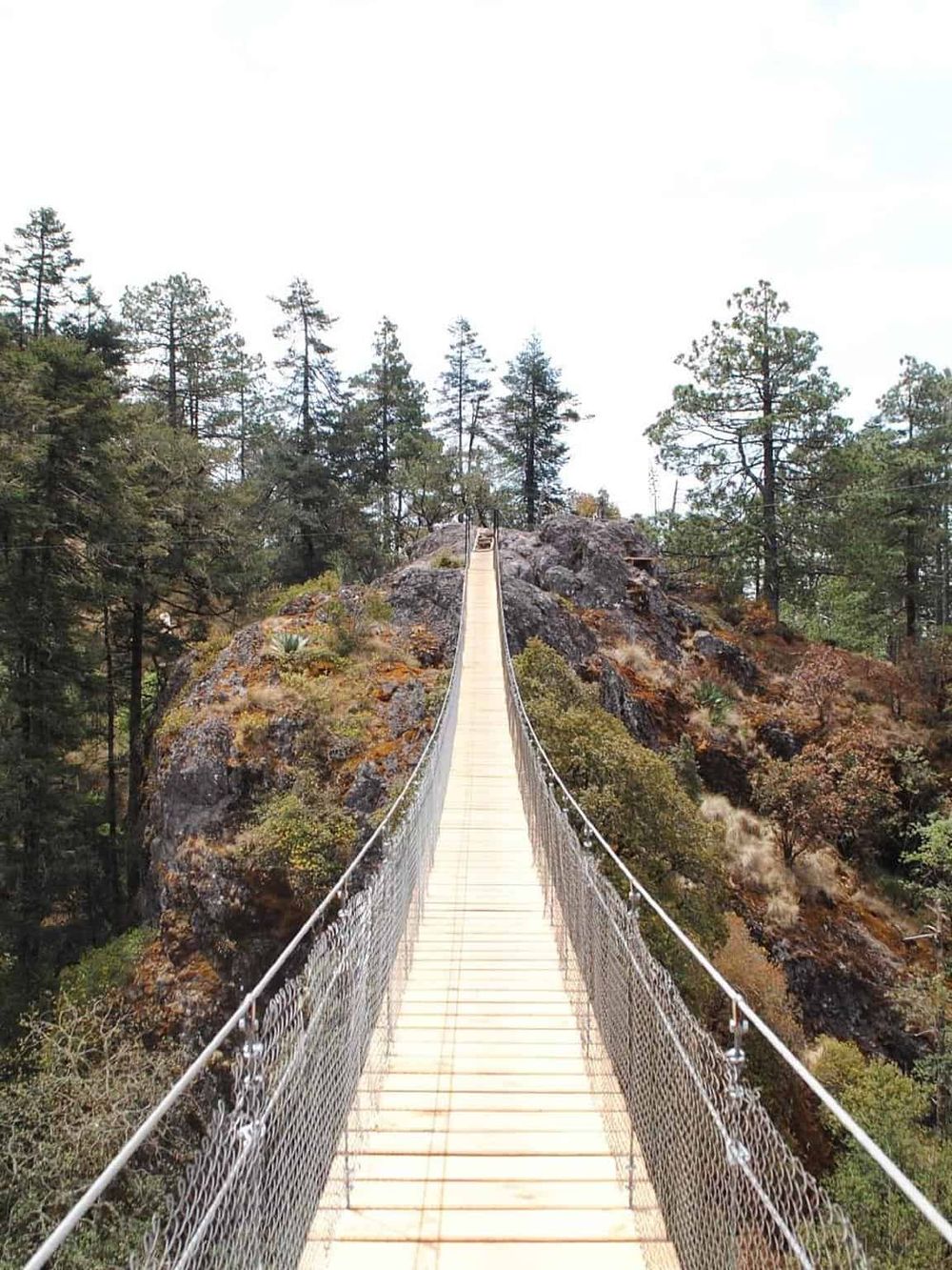 Suspension bridge in a forested mountain area, scenic outdoor adventure experience.