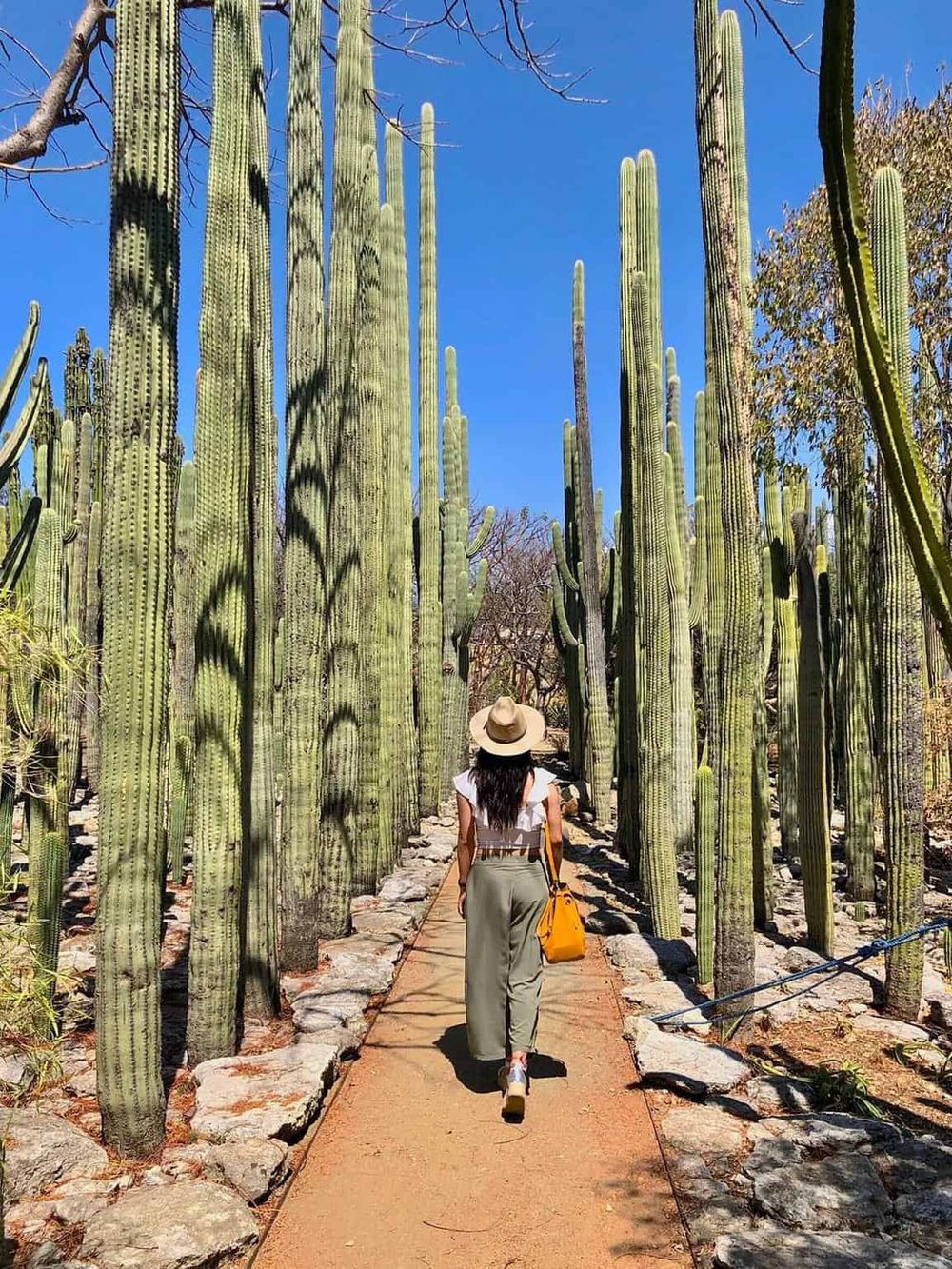 Tall cacti in desert garden, woman walking on trail surrounded by greenery, sunny outdoor scene.