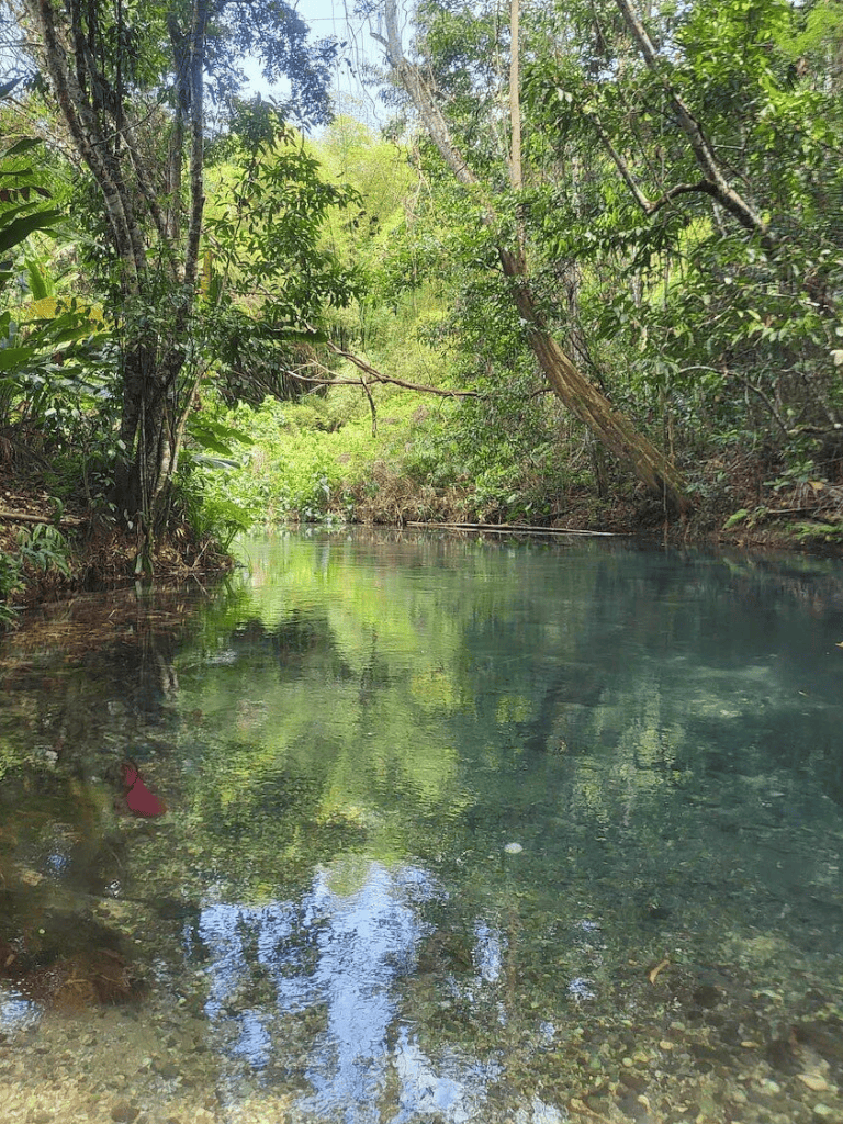 Serene river flowing through lush forest, perfect for nature walks and exploring scenic outdoor areas.