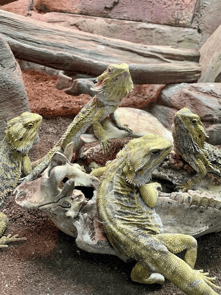 Colorful bearded dragons basking on rocks in desert habitat.